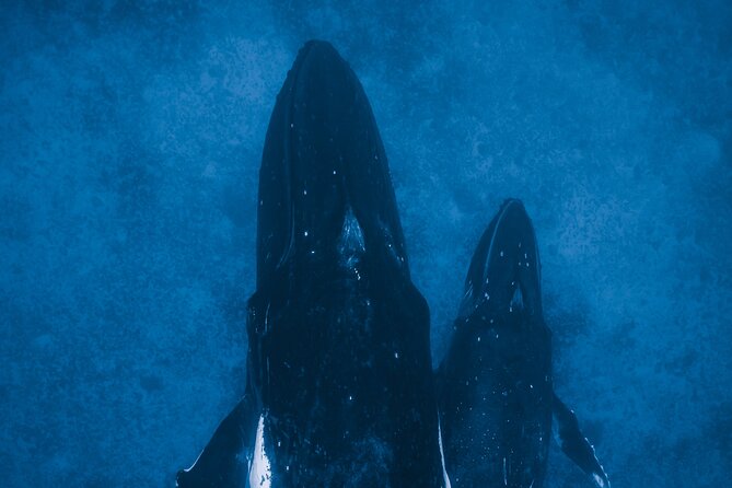 Private Whale Watching Activity: 6 passengers max - Who this private whale watch is best for