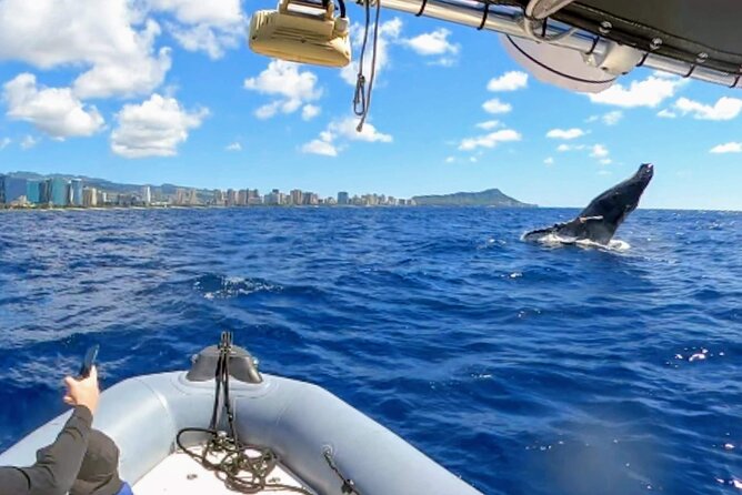 Private Whale Watching Adventure - Setting Sail from Ala Wai: Easy Waikiki Whale Watching