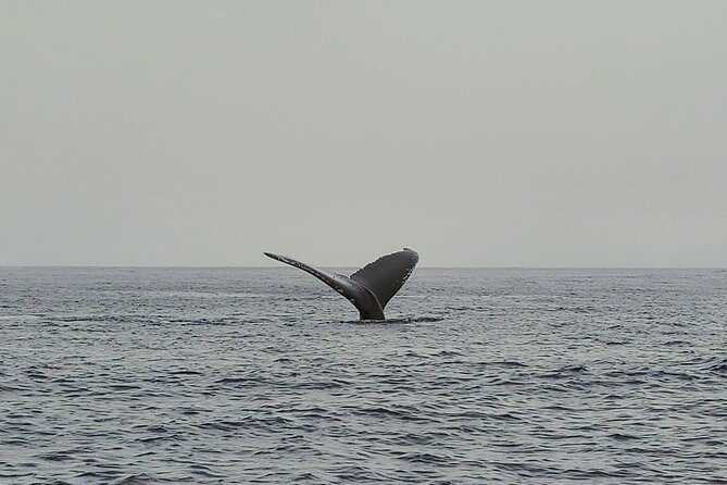 Private Whale Watching Adventure - Wildlife You Might Spot: Whales, Dolphins, Turtles, and Friends