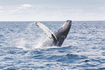 Private Whale Watching Adventure - The 2-Hour Cruise: What Your Time on the Water Is Like