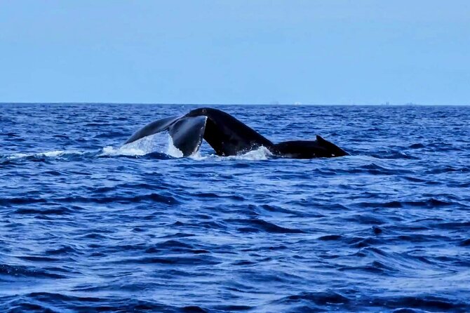 Private Whale Watching Adventure - Price and Value: $795 per Group, Not per Person