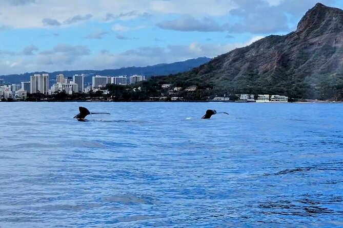 Private Whale Watching Adventure - Where It Works Best: Who Should Book This