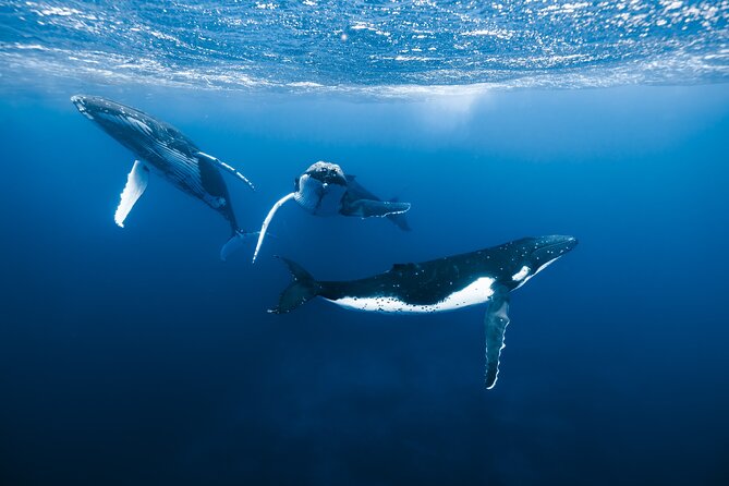 Private Whale Watching Adventure in Mo'orea - Key things that make this whale trip work