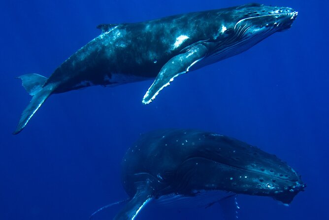 Private Whale Watching Adventure in Mo'orea - The 6-hour plan: search, instructions, and the swim-or-watch choice