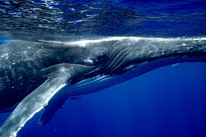 Private Whale Watching Adventure in Mo'orea - Safety on the water: the rules that shape the experience