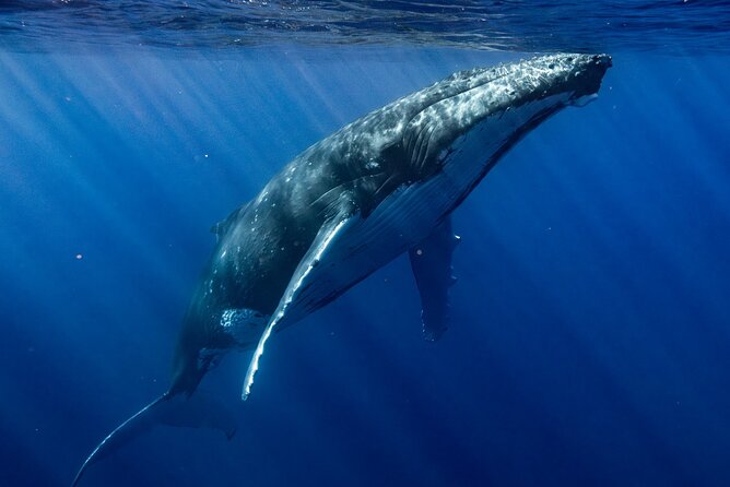 Private Whale Watching Adventure in Mo'orea - Weather and visibility: how the day can change