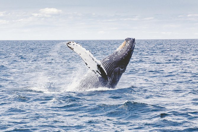 Private Whale Watching Adventure - The 2-Hour Cruise: What Your Time on the Water Is Like
