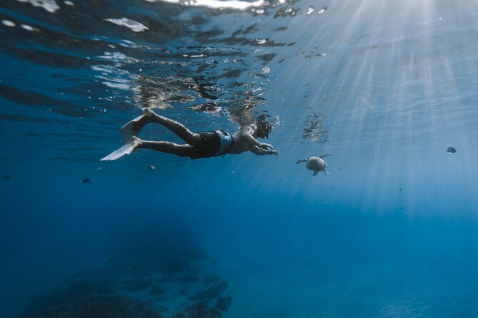 Private Whale Watching and Coastal Swimming Tour Honolulu - BYOB style with your own music: how to make the day feel yours