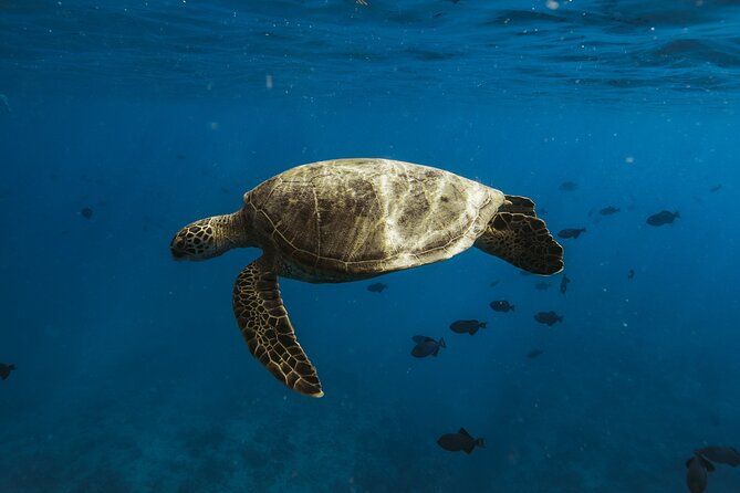 Private Whale Watching and Coastal Swimming Tour Honolulu - What’s included vs what you’ll need to bring