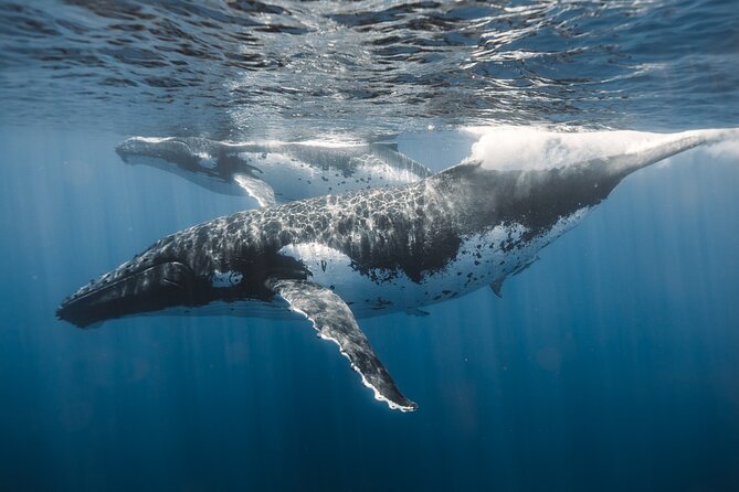 Private Whale Watching and Coastal Swimming Tour Honolulu - Logistics that can make or break your day