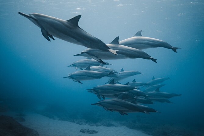 Private Whale Watching and Coastal Swimming Tour Honolulu - Humpback whales: the real target and what changes your odds