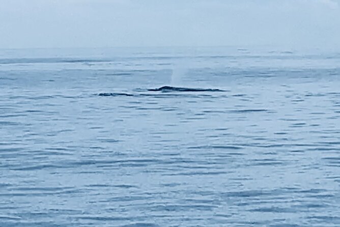 Private Whale Watching and Dolphin Excursion - Key things to know before you go