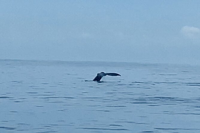 Private Whale Watching and Dolphin Excursion - Two hours on the water: what the excursion feels like