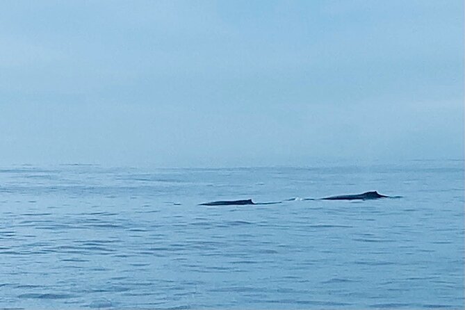 Private Whale Watching and Dolphin Excursion - Wildlife viewing reality: how to think about whales, dolphins, and turtles
