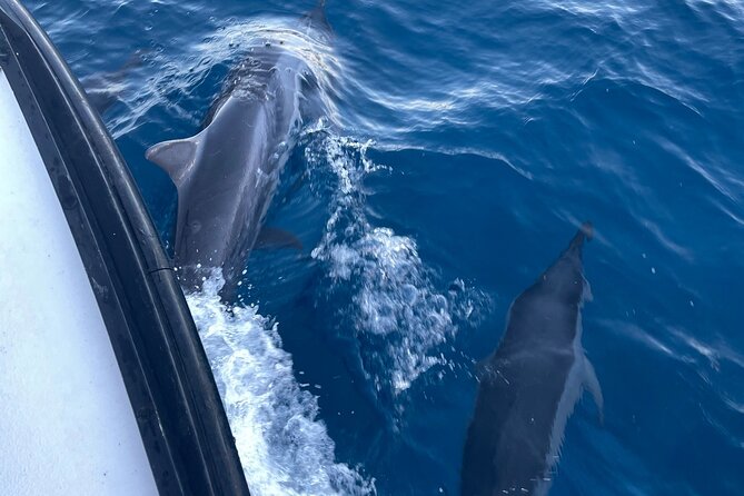 Private Whale Watching and Dolphin Excursion - Captain quality and boat condition: the part you should verify