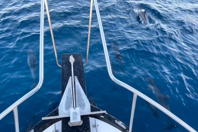 Private Whale Watching and Dolphin Excursion - Food and drinks: what’s included, what you should bring