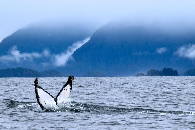 Private Whale Watching and Marine Wildlife Tour - Key Things You’ll Notice On This Private Sitka Cruise