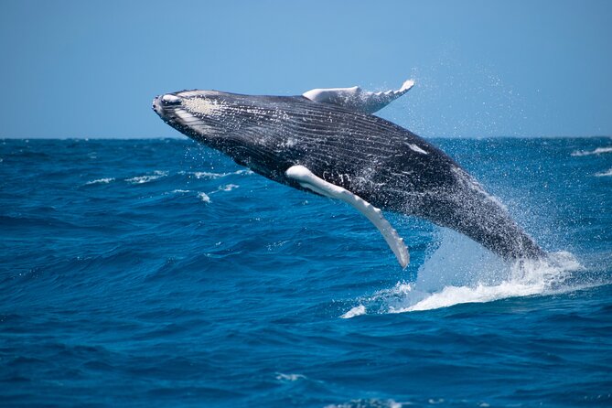 Private Whale Watching Charter (Grand Turk) - Quick highlights