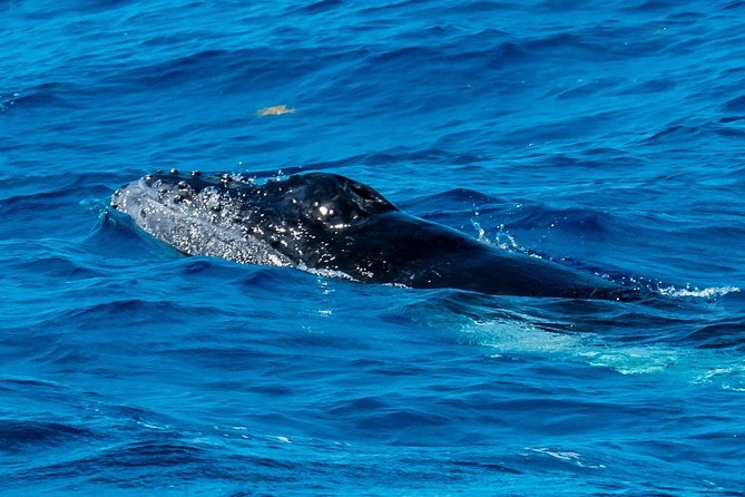 Private Whale Watching Charter (Grand Turk) - Why a private Grand Turk whale charter feels different