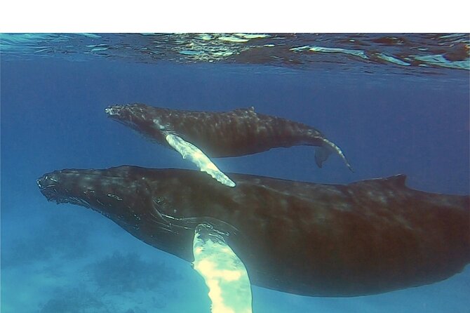 Private Whale Watching Charter (Grand Turk) - Spotting humpbacks in Grand Turk: what you’ll actually be watching for