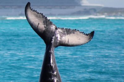 Private Whale Watching Charter (Grand Turk) - Getting to the water: meeting at Grand Turk Island Airport