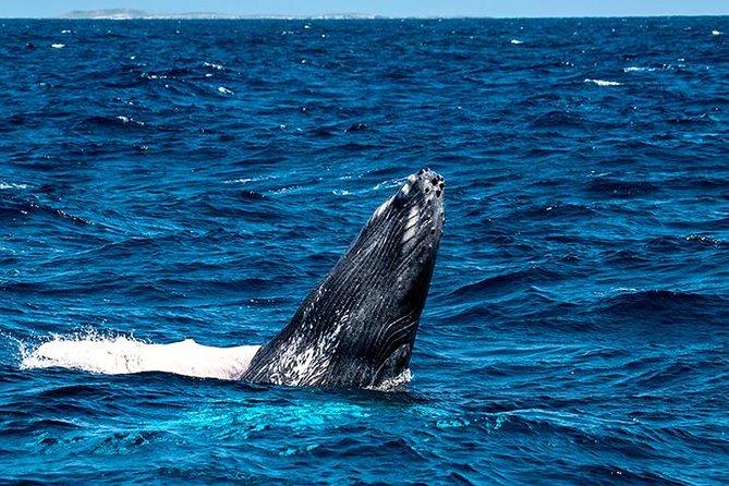 Private Whale Watching Charter (Grand Turk) - The chance to go in the water with your guide