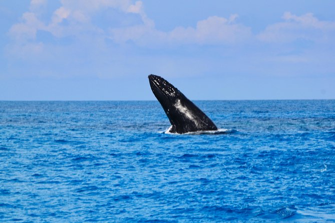 Private Whale Watching Charter (Grand Turk) - Snorkeling gear included: helpful extra, not a substitute