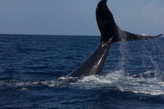 Private Whale Watching Charter (Grand Turk) - Price and value: is $1,000 per person worth it?