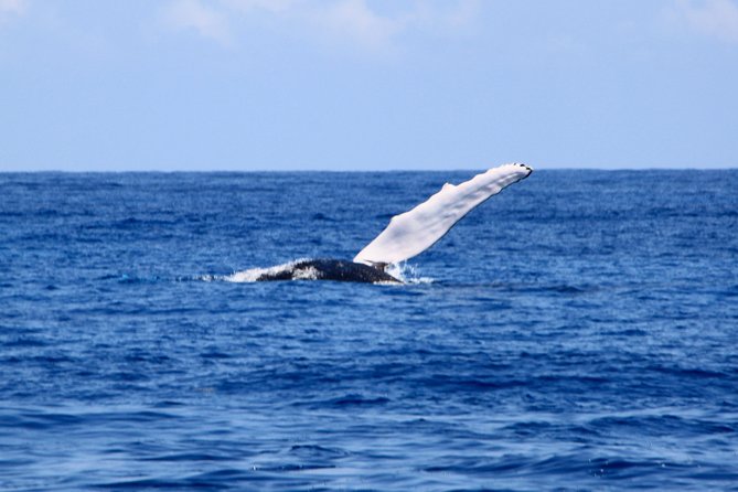 Private Whale Watching Charter (Grand Turk) - Who this charter suits best (and who should rethink it)