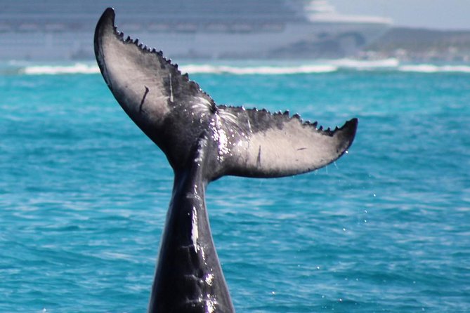 Private Whale Watching Charter (Grand Turk) - Getting to the water: meeting at Grand Turk Island Airport