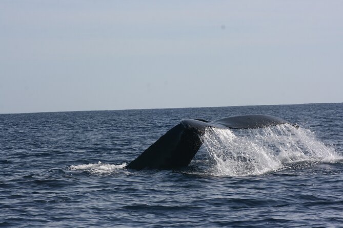 Private Whale Watching in San José del Cabo - Private whale watching in San José del Cabo: what makes it feel special