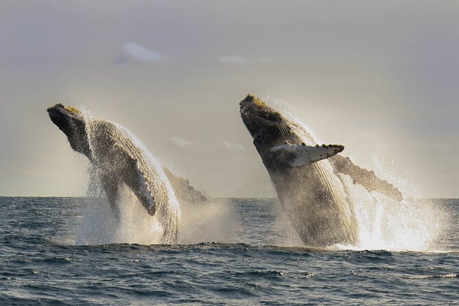 Private Whale Watching in San José del Cabo - Your time on the water: the schedule you actually need to know