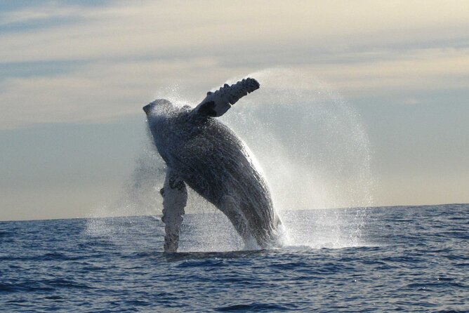 Private Whale Watching in San José del Cabo - Where it starts: San José del Cabo meeting point and the short walk to the boat