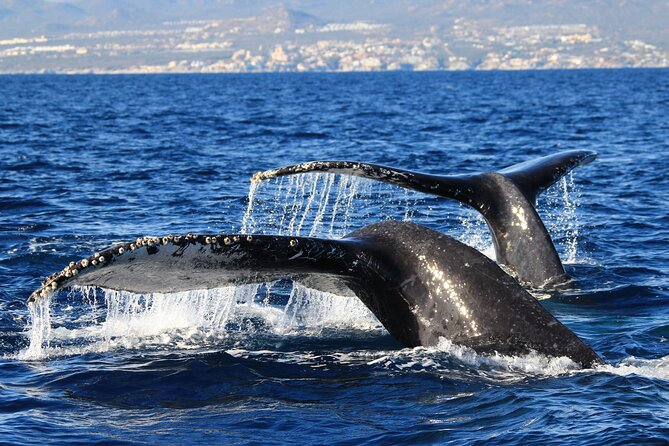 Private Whale Watching in San José del Cabo - What you’ll do offshore: the practical flow of a private whale watch