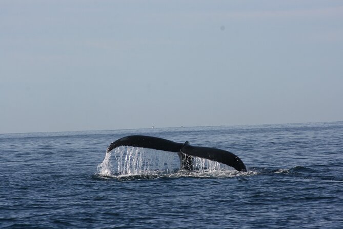 Private Whale Watching in San José del Cabo - Whale watching odds: humpbacks, and what to do if sightings are lighter