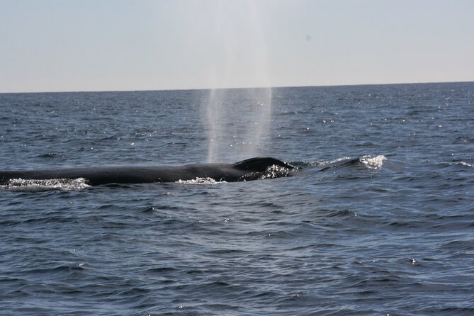 Private Whale Watching in San José del Cabo - Guides, hydrophone, and the little extras that boost the whole trip