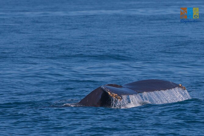 Private Whale watching Puerto Vallarta - What you’ll notice on the water (and what to prepare for)