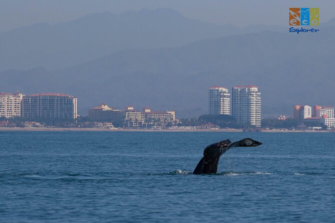 Private Whale watching Puerto Vallarta - Entering Marina Vallarta With the Right Expectations