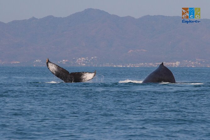 Private Whale watching Puerto Vallarta - Getting Close Responsibly: Why the Crew’s Approach Matters
