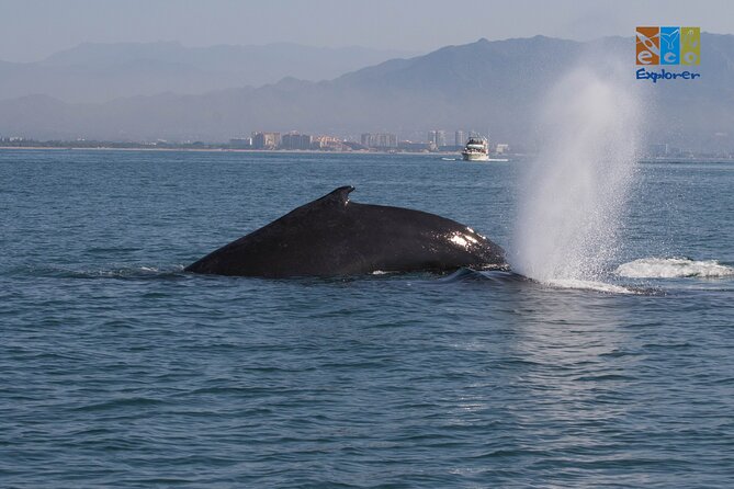 Private Whale watching Puerto Vallarta - Listening With a Hydrophone: The Most Fun Tech Moment