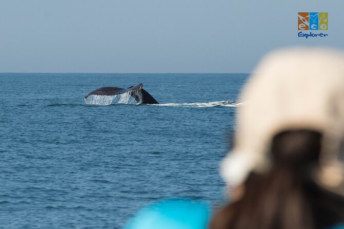 Private Whale watching Puerto Vallarta - What You Can Expect to See (No Guarantees, Realistic Odds)