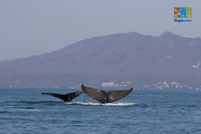 Private Whale watching Puerto Vallarta - Stop Time at Tours Eco Explorer Vallarta: The Setup You’ll Use