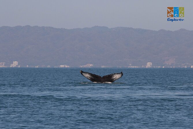 Private Whale watching Puerto Vallarta - Snacks, Water, and No Lunch: A Small Planning Tip That Saves the Day