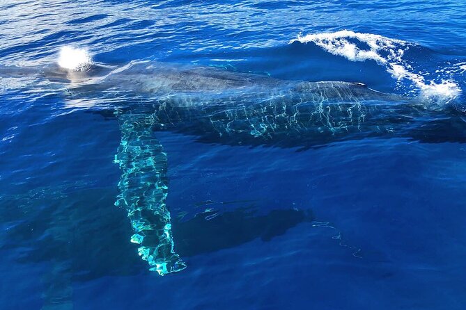 Private Whale Watching Safari from North Shore Oahu - How the private whale safari works from Haleiwa