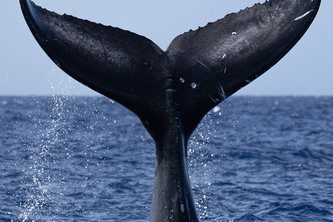 Private Whale Watching Safari from North Shore Oahu - On the water: how whale watching stays respectful and effective