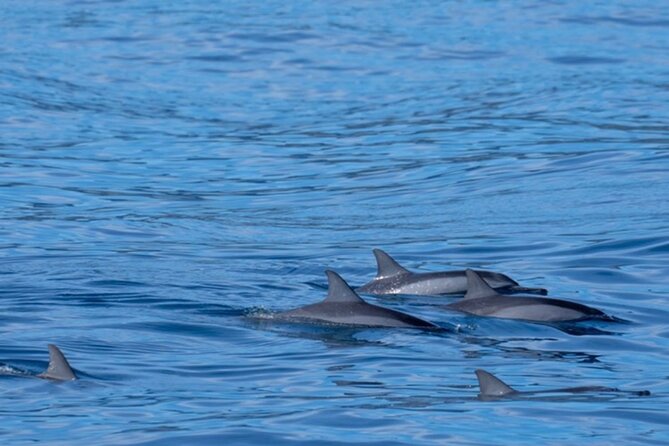 Private Whale Watching Safari from North Shore Oahu - Why the route includes two famous shoreline stops