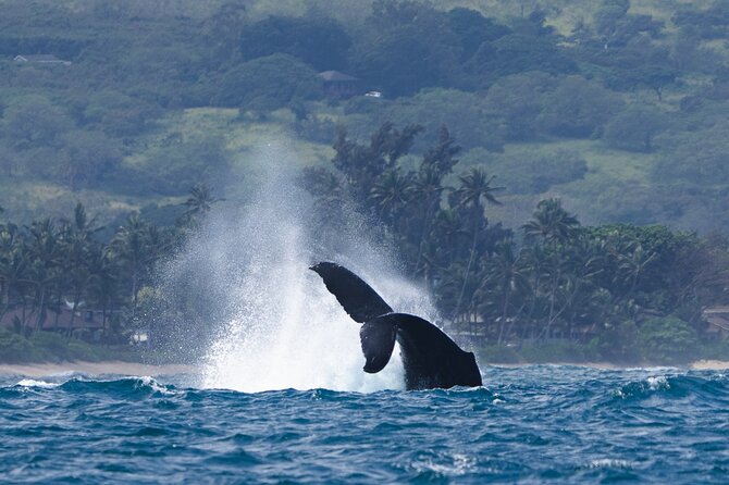 Private Whale Watching Safari from North Shore Oahu - Who this private safari is perfect for