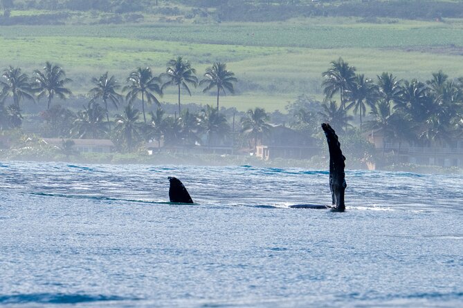 Private Whale Watching Safari from North Shore Oahu - Banzai Pipeline: the world’s most famous reef break