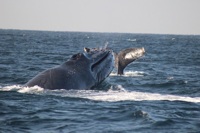 Private Whale Watching Tour in Puerto Vallarta - Key things I’d circle before you book