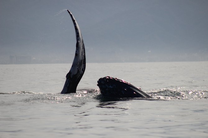 Private Whale Watching Tour in Puerto Vallarta - A small-boat whale watch built for real questions